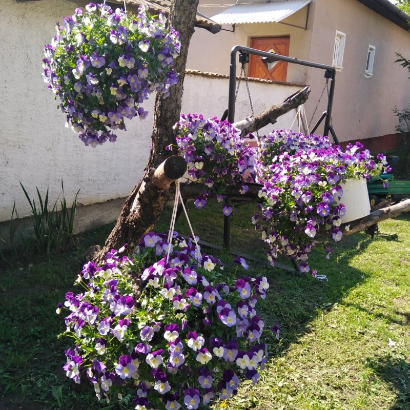 Géczi Bernadett kertje 01